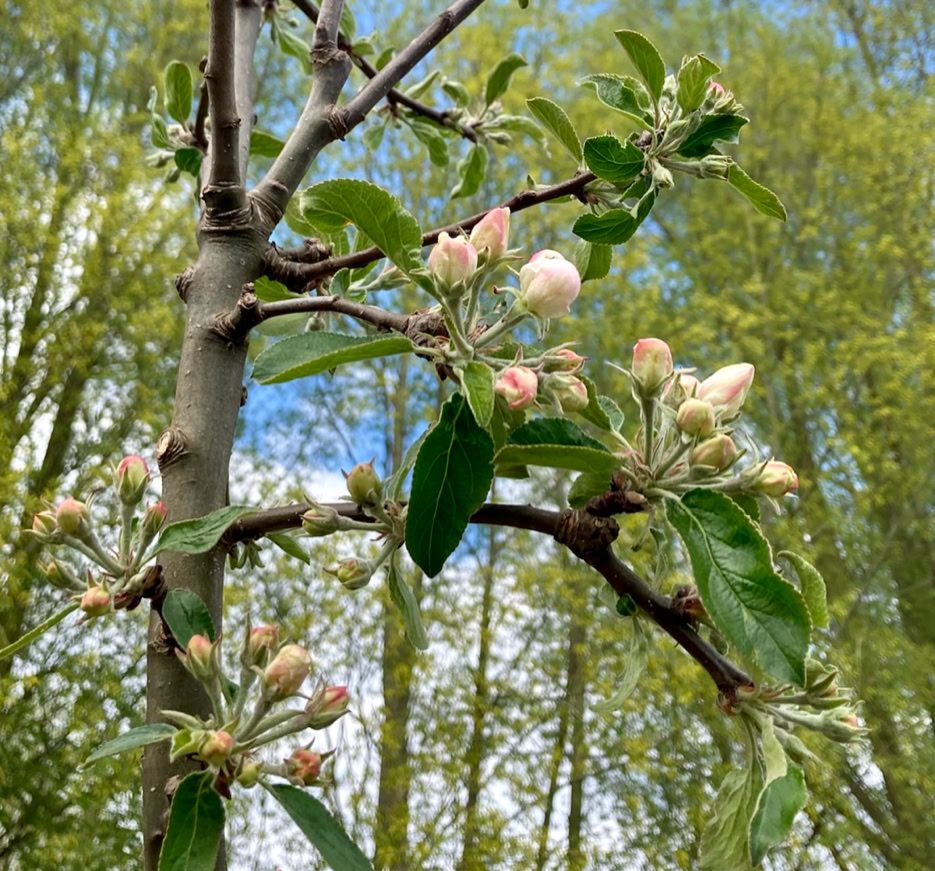 Apple flowers - Яблуневі квіти