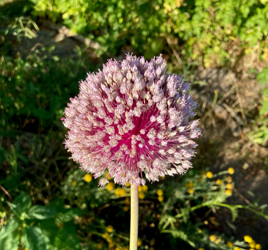Leek flower - Квітка цибулі-порею