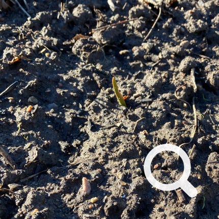 Kronsj Kona - ecological gardening and selfreliance