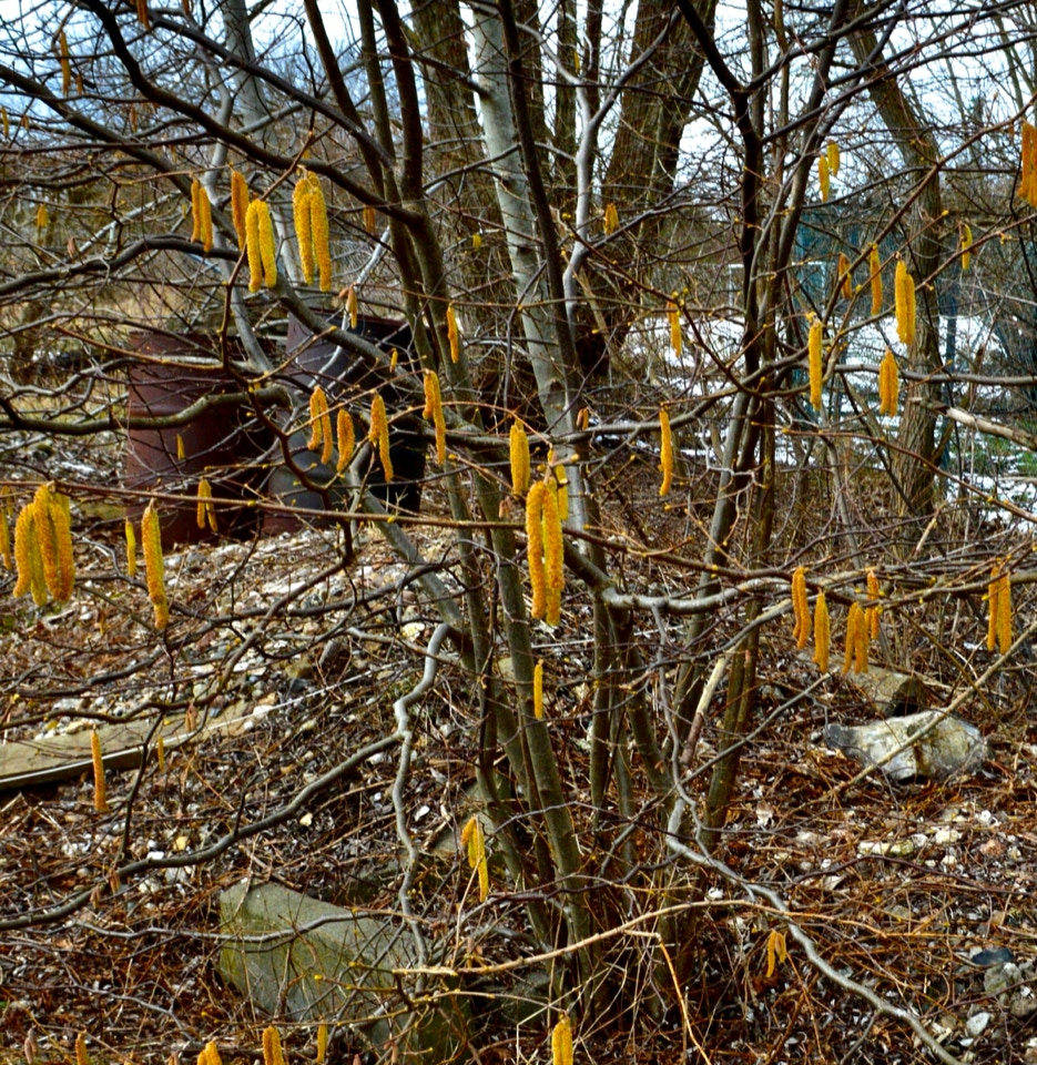 hasselnødde rakler hazel catkins