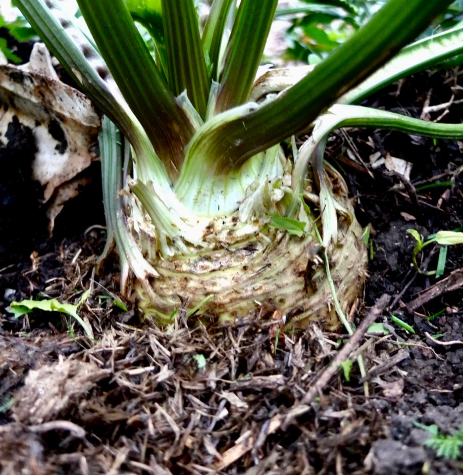 rod selleri celeriac 