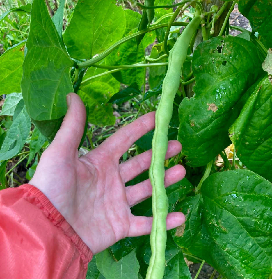 bønneplante turkish runner bean