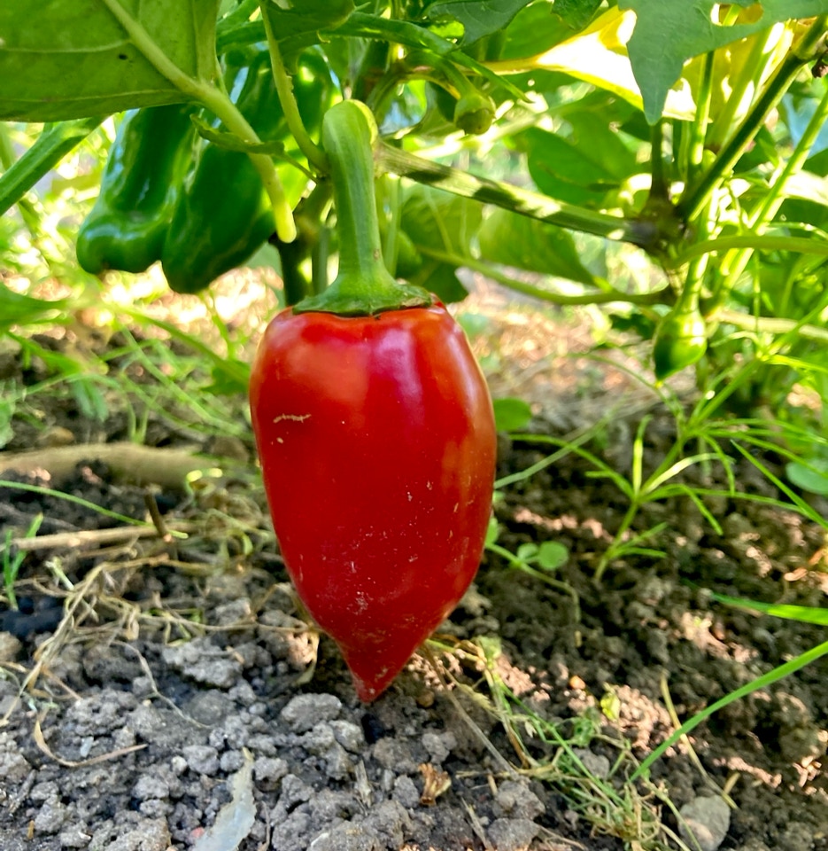 Ukrainian pepper 'Lesya' - Український перець 'Леся'