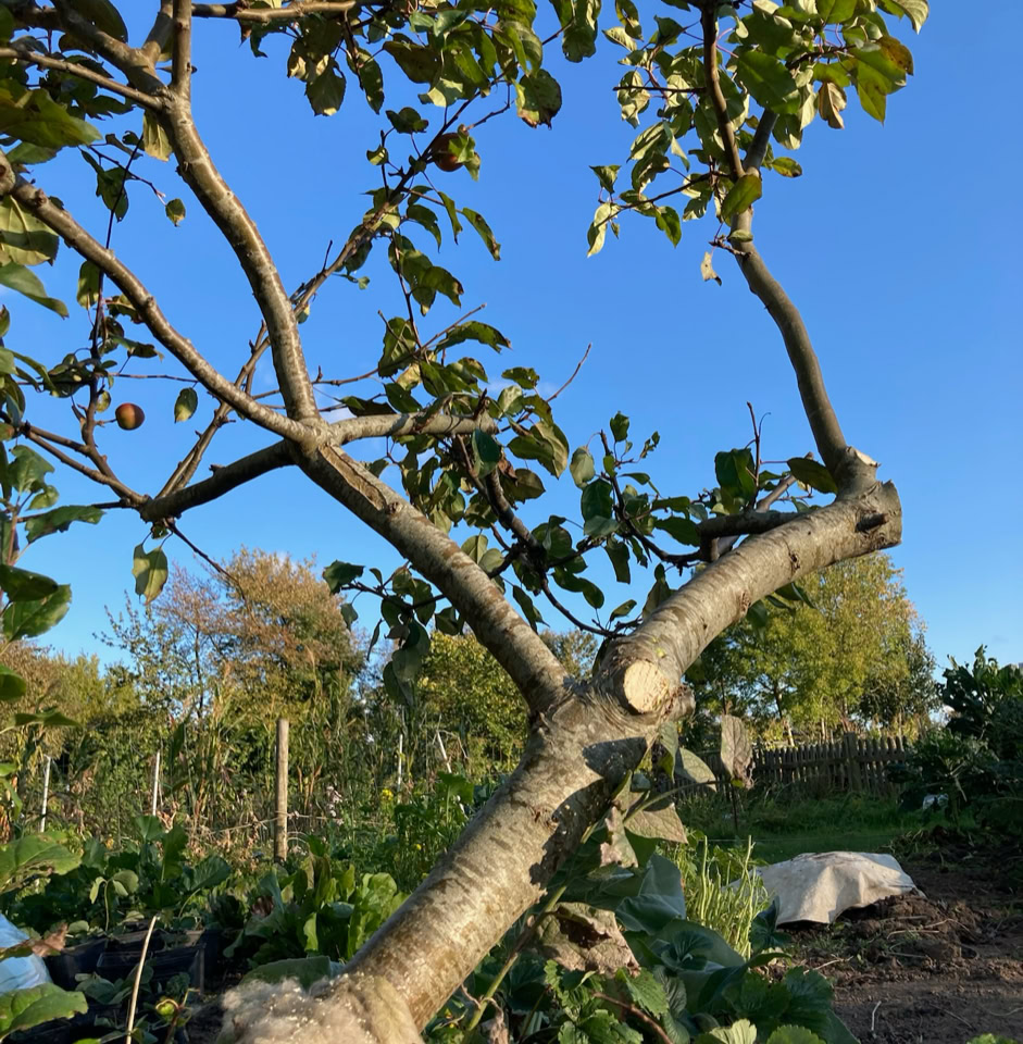 Pruning apple tree - Сильна обрізка яблуні 