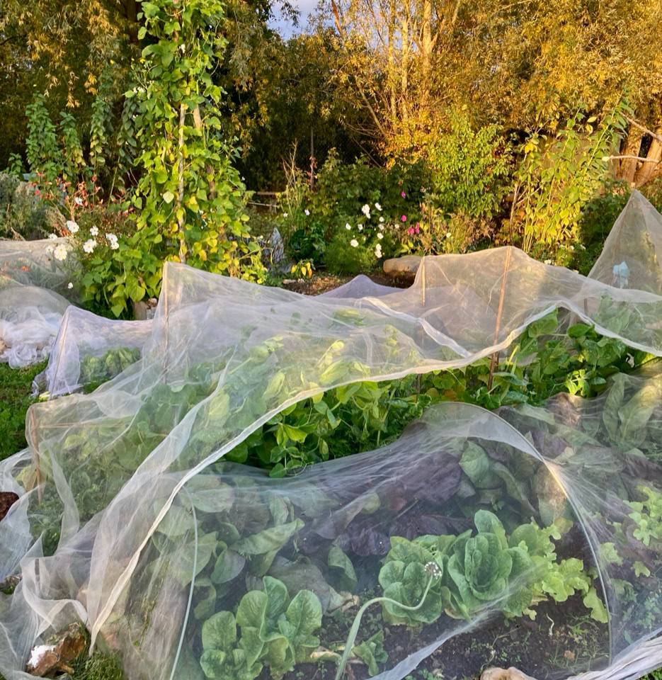 October bed frost 