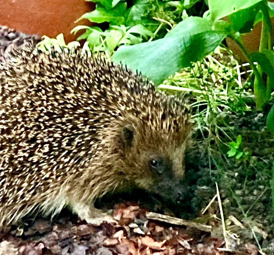 Hedge hog - Їжак