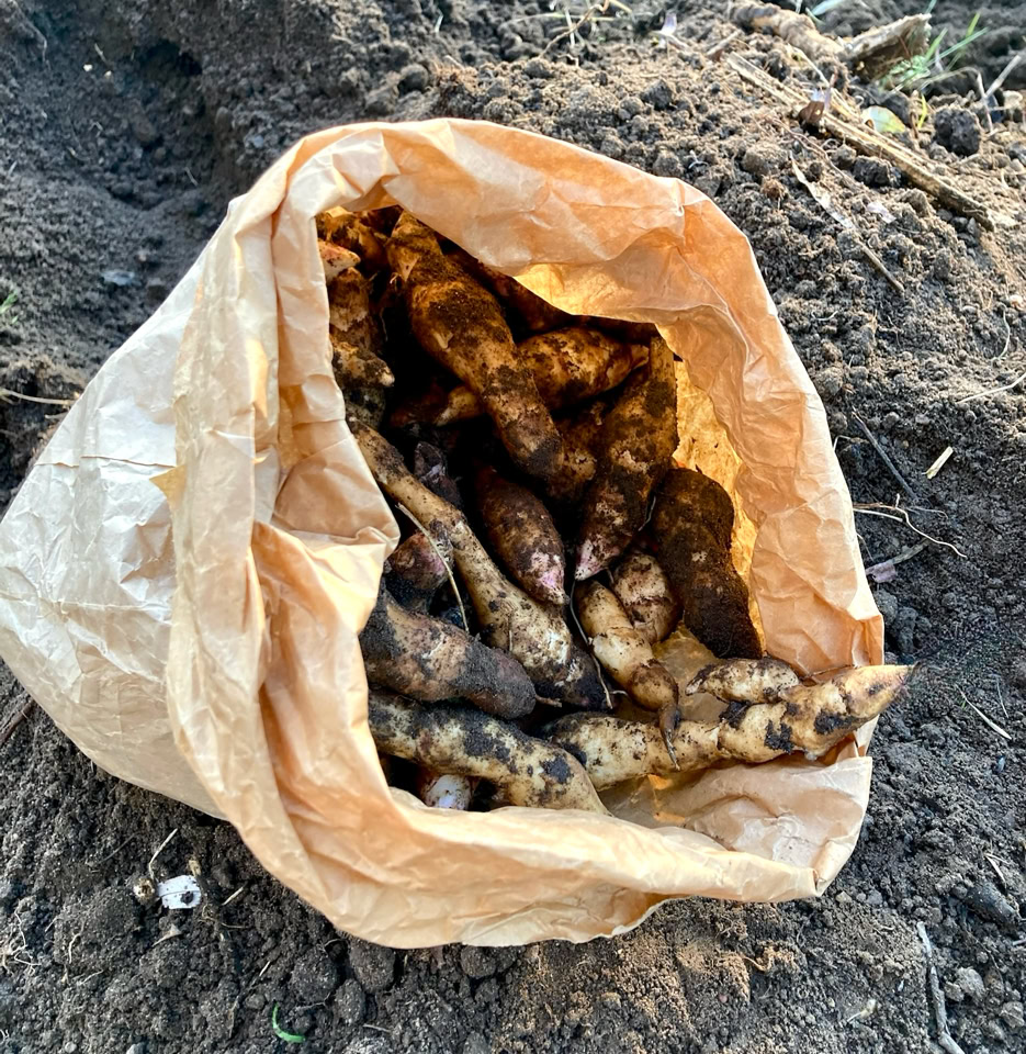 Jerusalem artichokes - Топінамбур