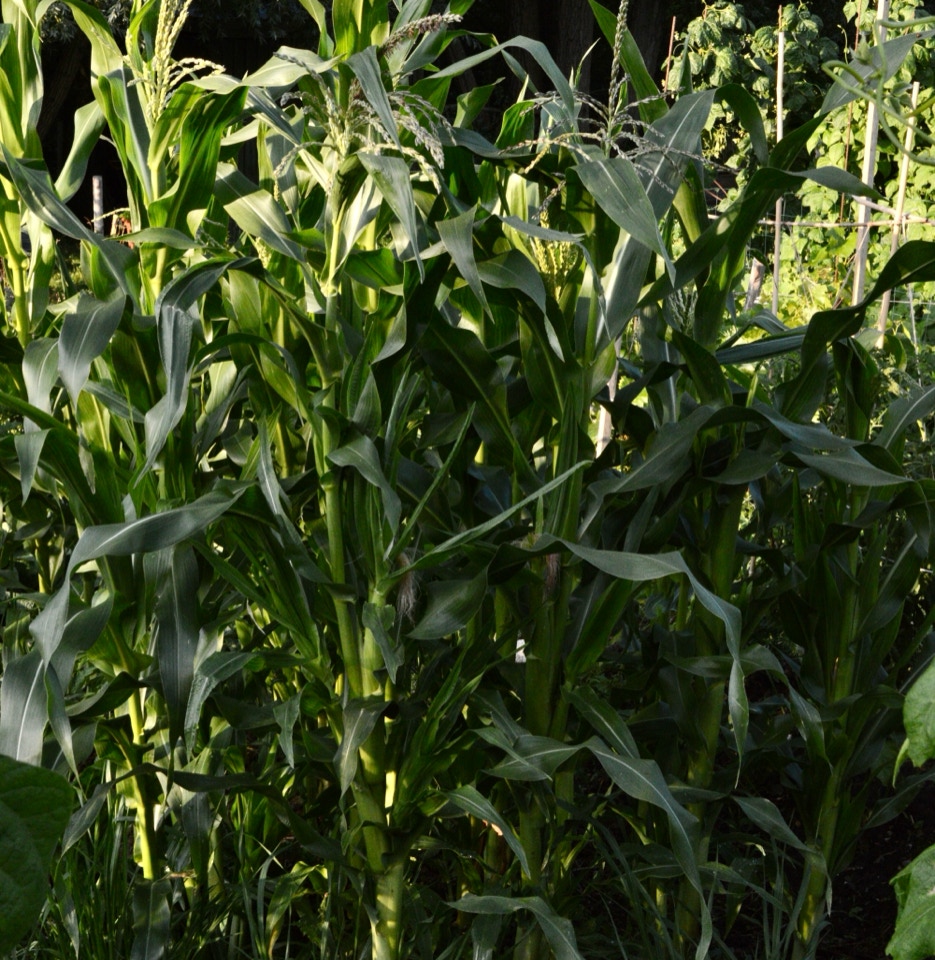 Sweet corn majs planter
