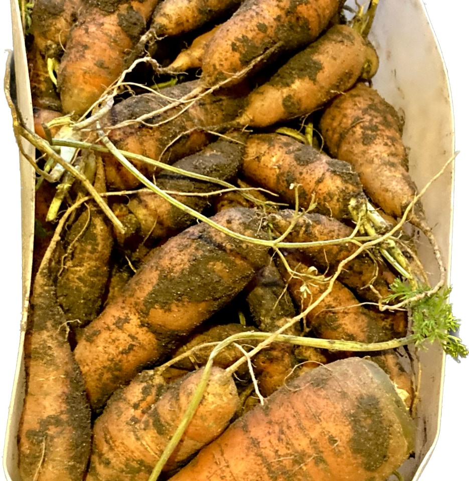 vintergulerødder, winter carrots