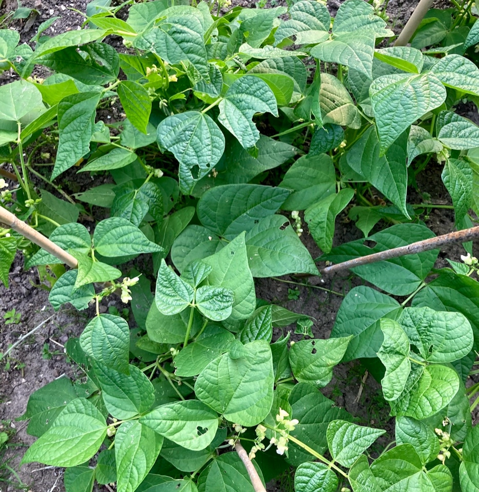 buskboenner bush beans