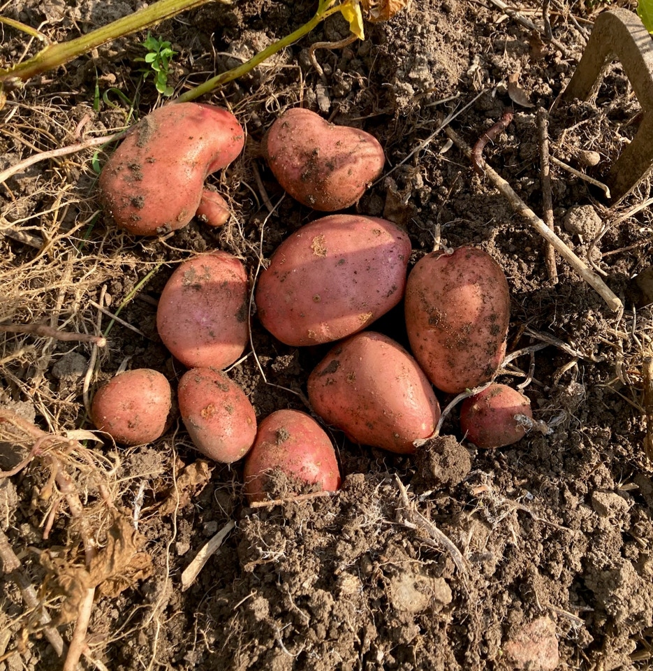 Sarpo Mira kartofler potatoes