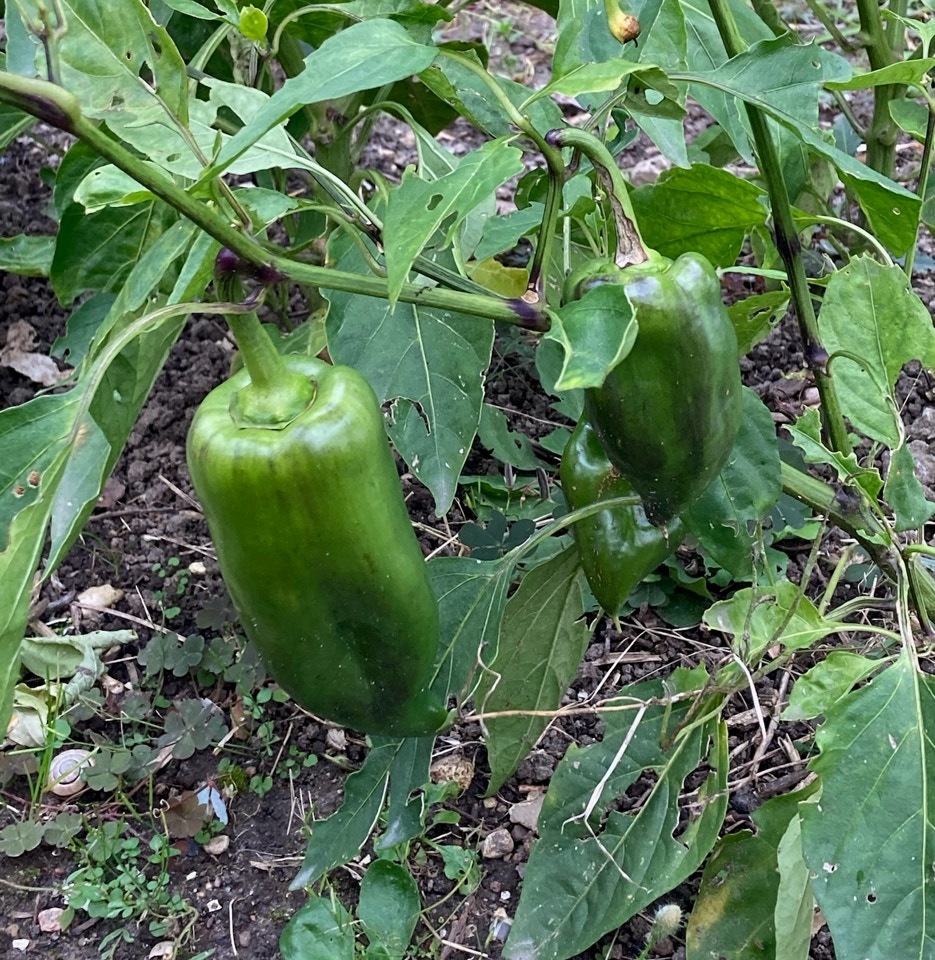 Groen Peberfrugt Pepper