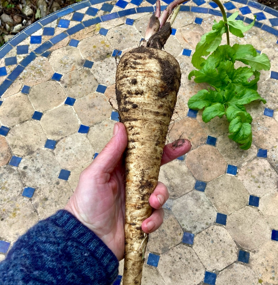 pastinak organic parsnip