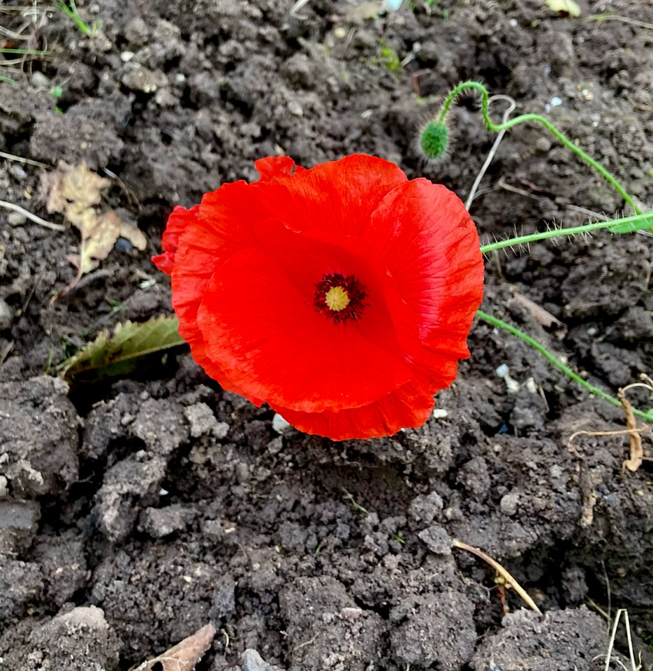 valmue poppy