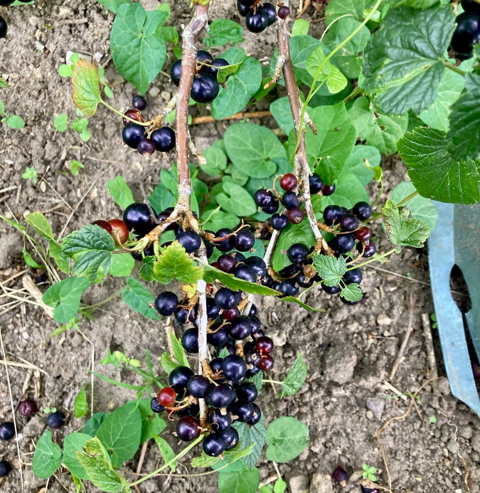 Black currants bush - Смородини чорної 