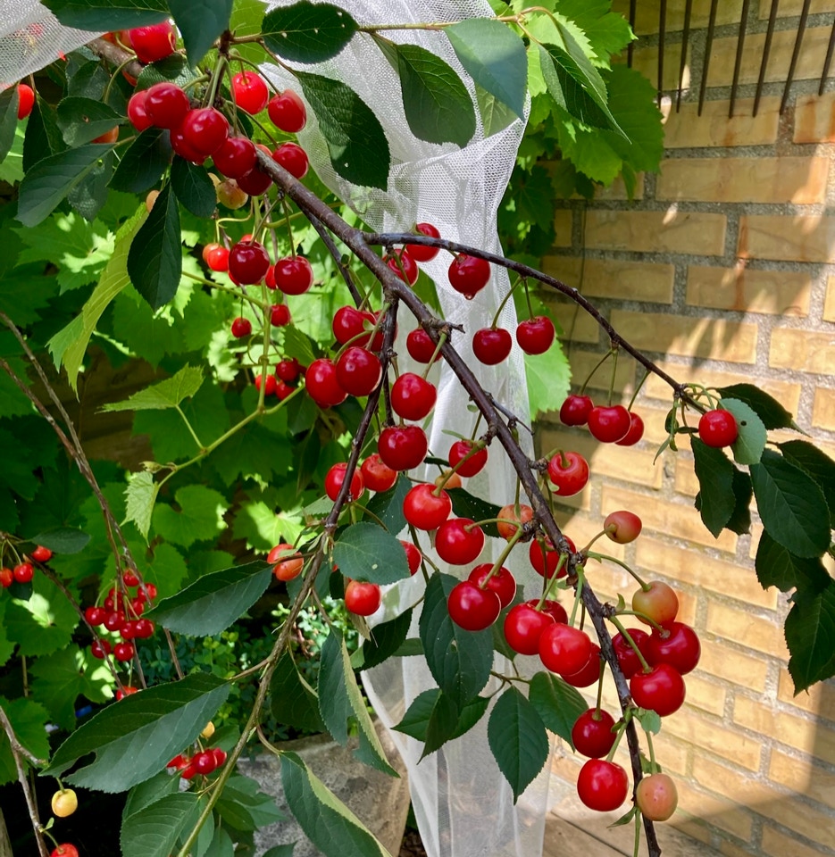 Cherries garden - Вишні 