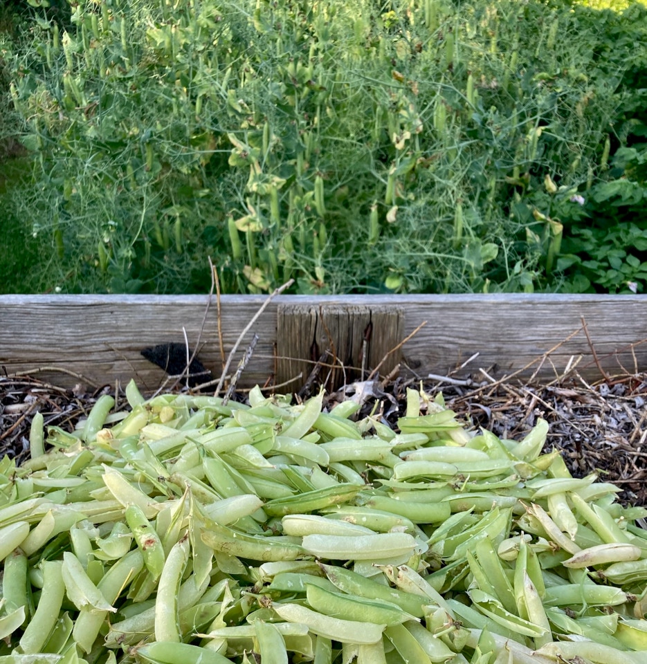 Ærtebælge - Стручки гороху