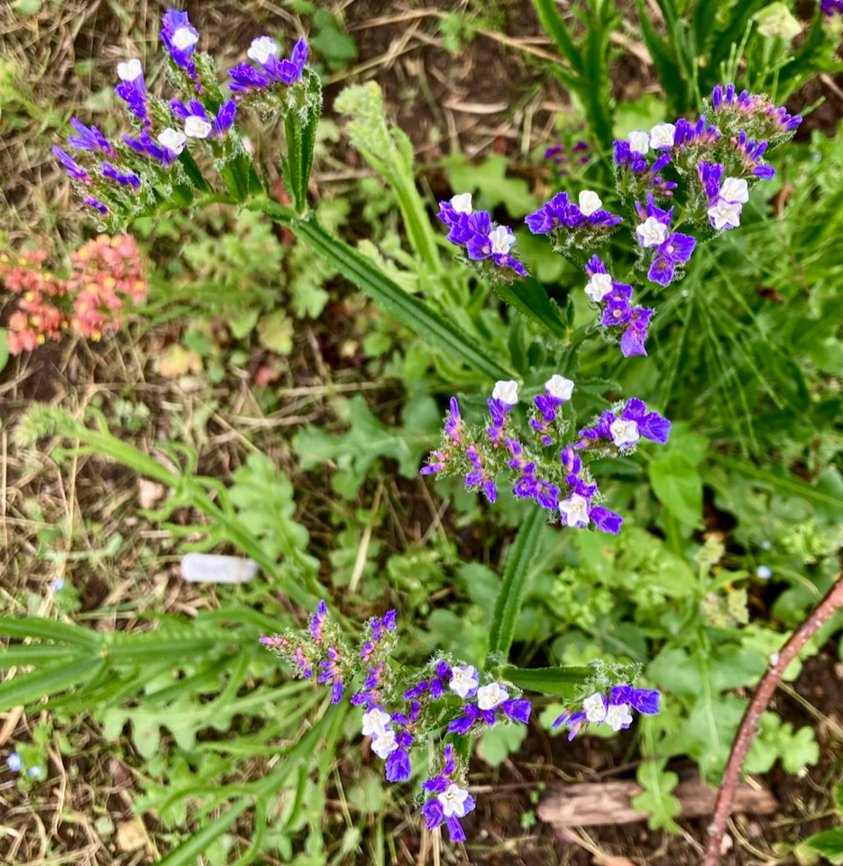 Limonium Statice - Українські квіти, Лімоніум