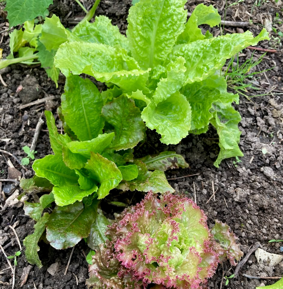 Lettuce mix - Мікс салатів 