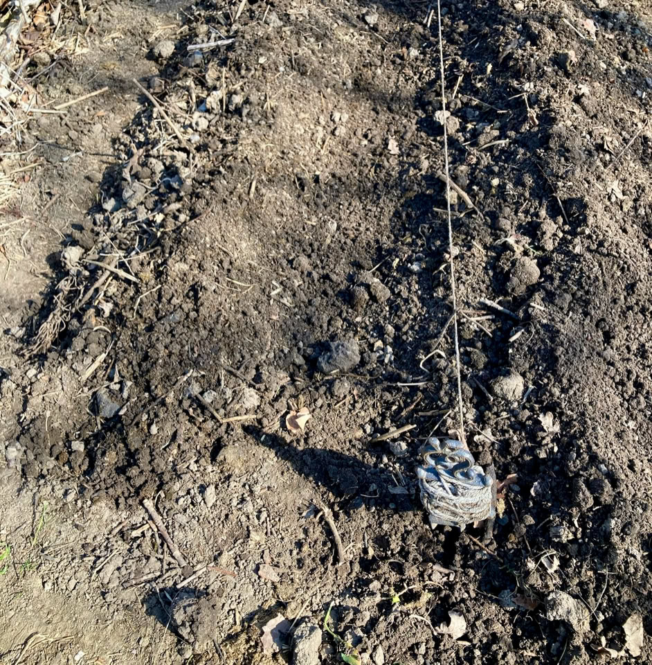 Potato lines - Ряди картоплі