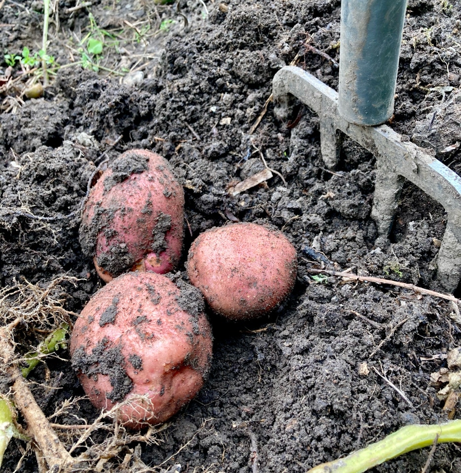 Sarpo Mira potato ungarske kartofler