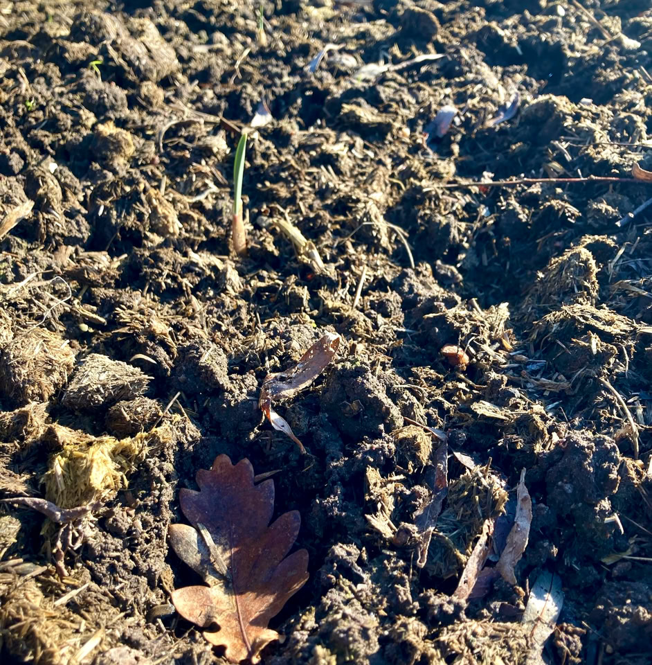 Garlic sprout - Паросток часнику