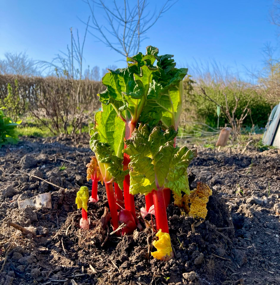Rhubarb - Ревінь