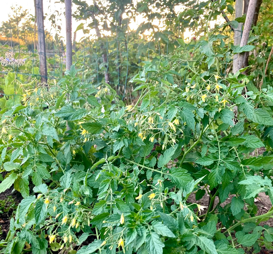 Cape gooesberries - Капський аґрус