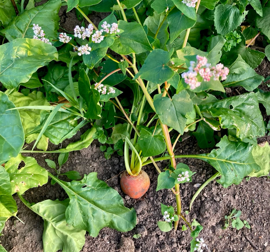 Beetroot bed - Бурякове грядка