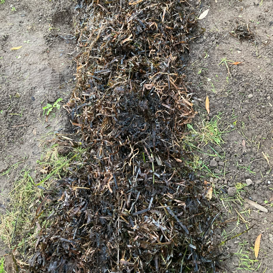 Eelgrass cover - Морська трава