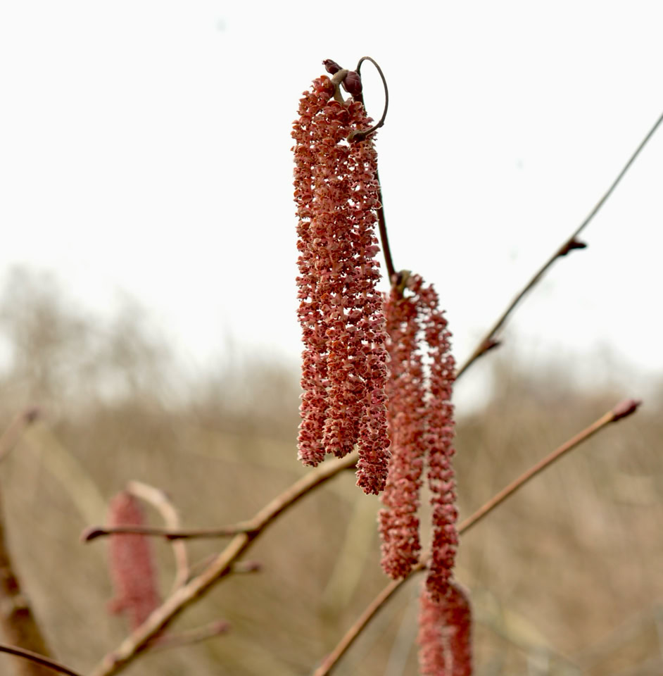 Hazel catkins - Ліщинові сережки