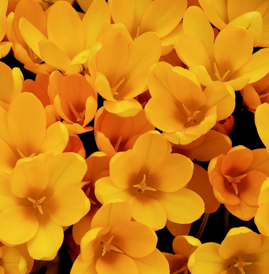 Yellow crocus - Жовтий крокус