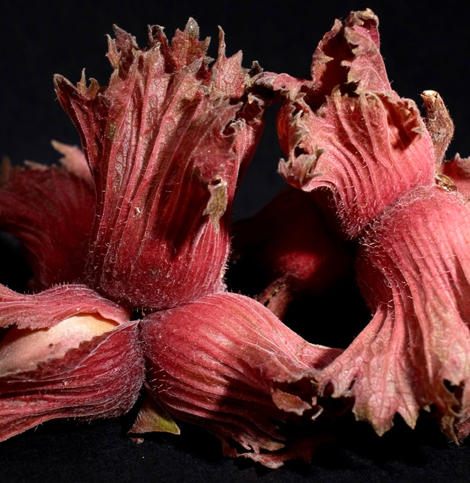 Hazel nuts - Лісовий горіх 