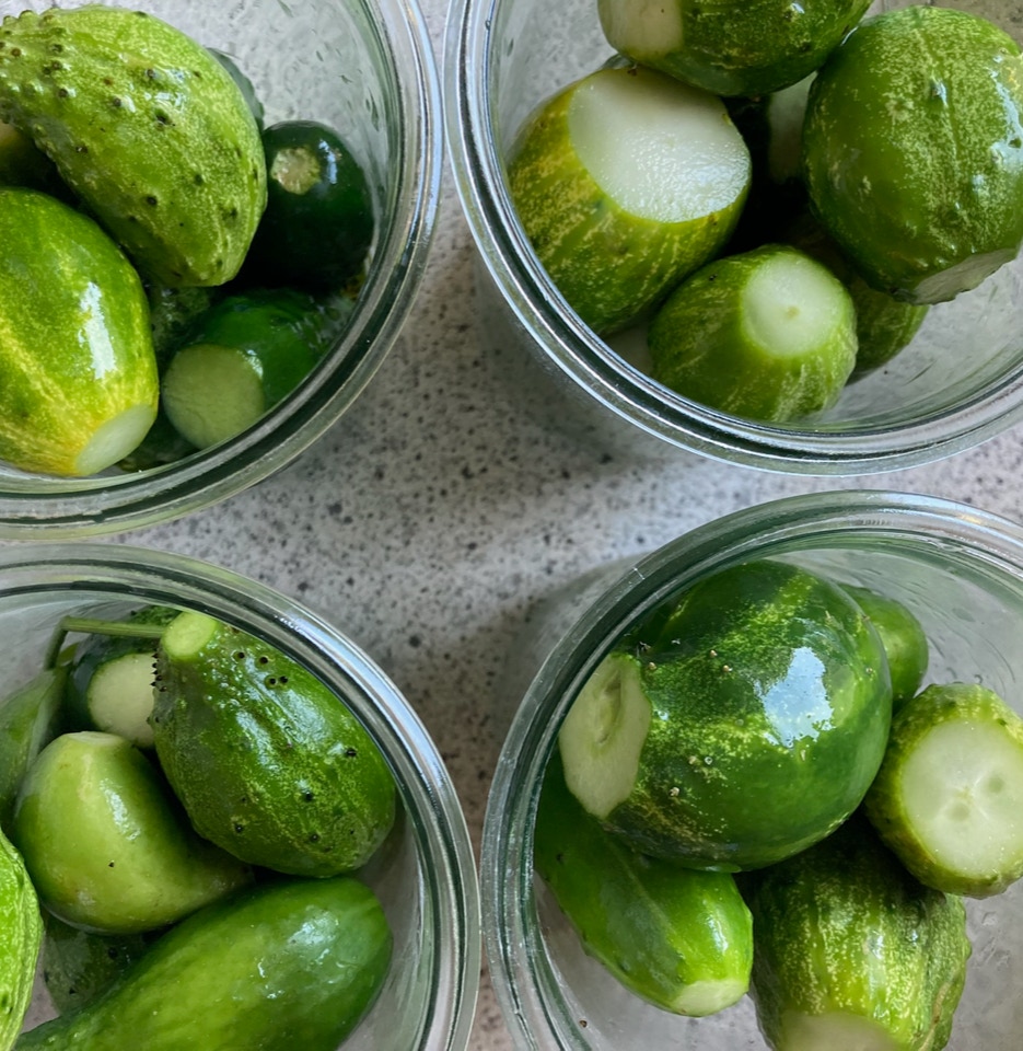 fermentering fermenting