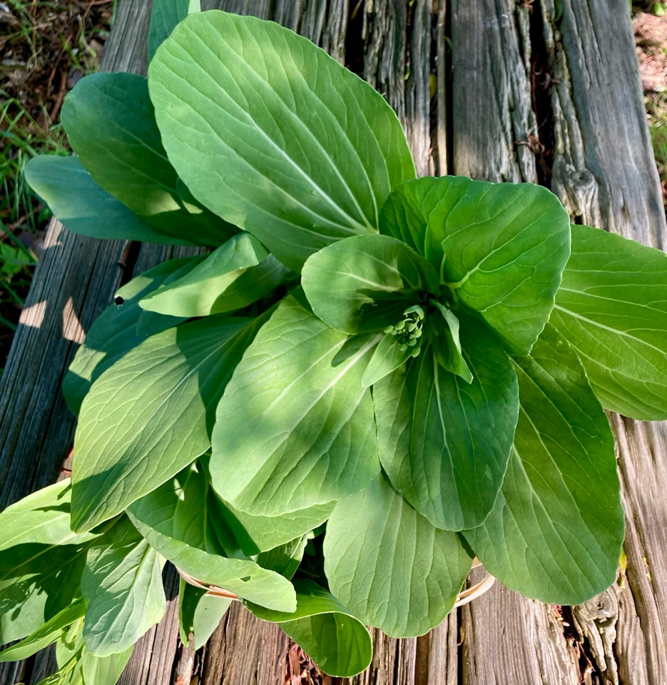Pak choi - 