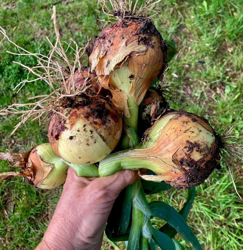 Fresh onions - Свіжа цибуля