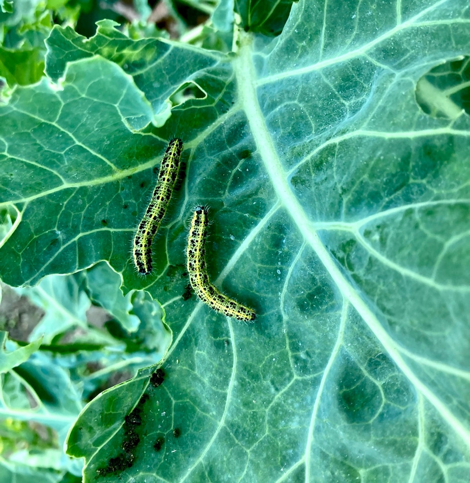Cabbage white larvae - Капустяні гусениці