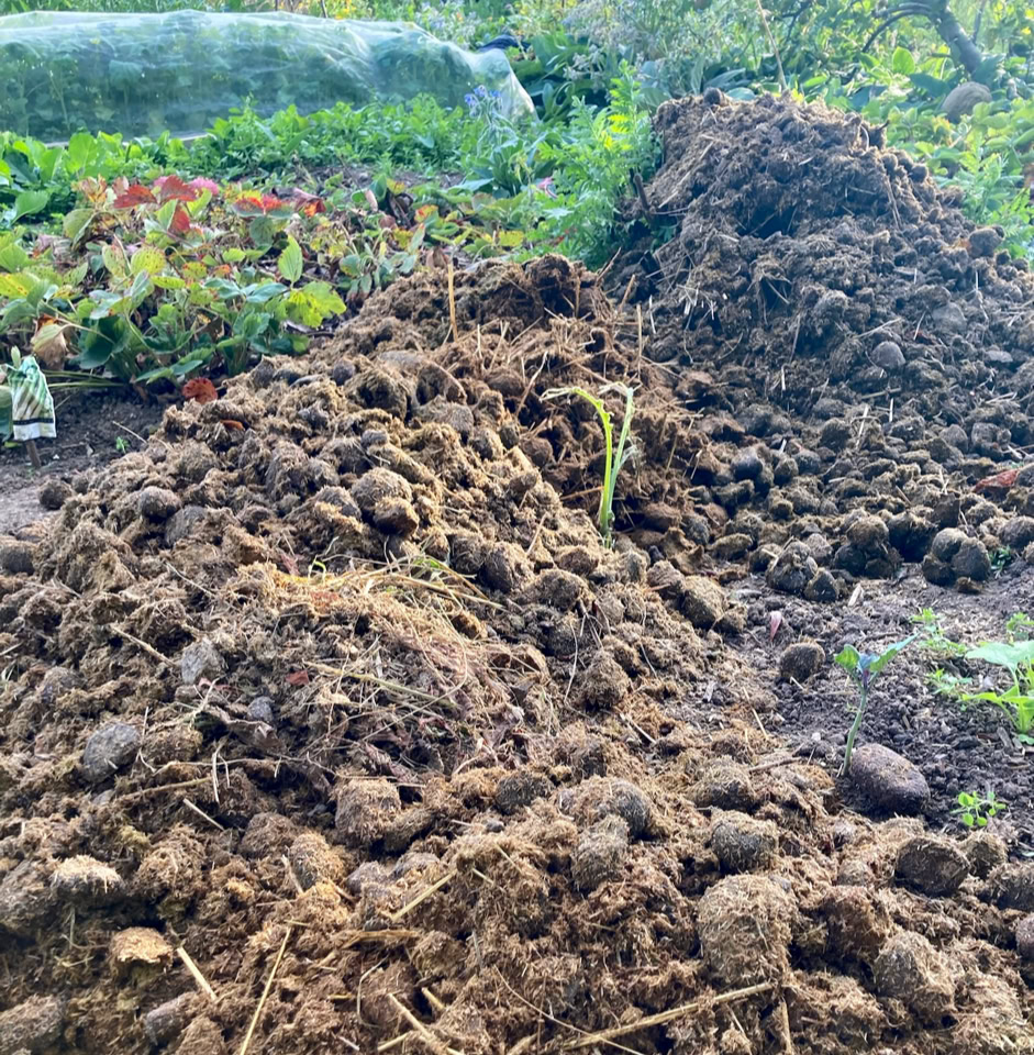 Horse manure - Кінський гній 