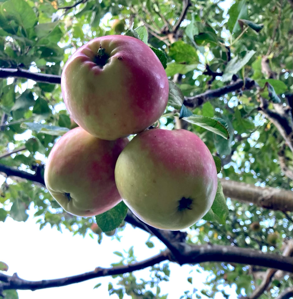 Apples tree - Яблука дереві 