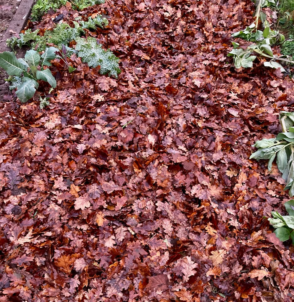 Ground mulch - Земляна мульча