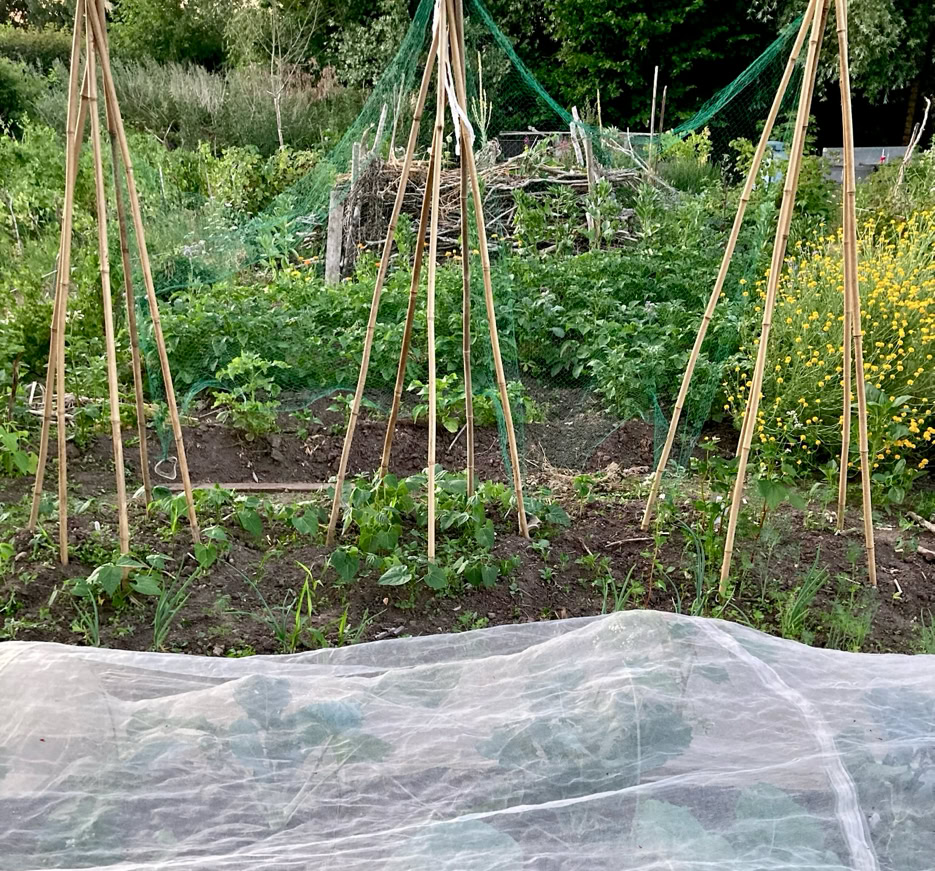 Organic garden - Органічний сад