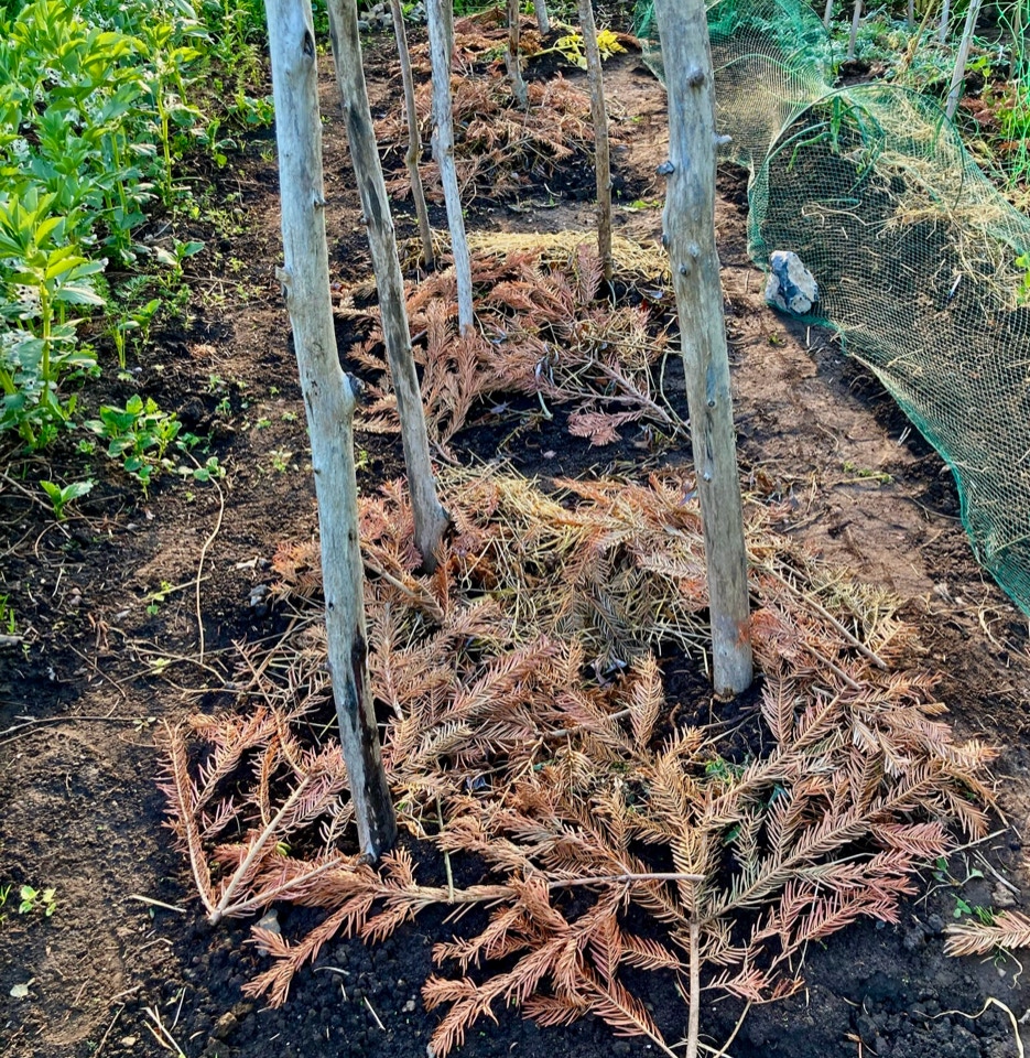 stang bønne climbing bean bed