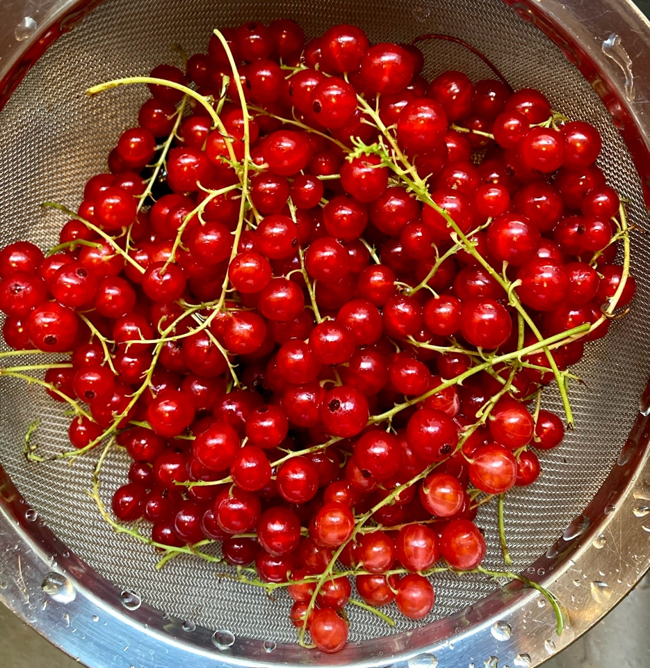 ribs ribes red berries
