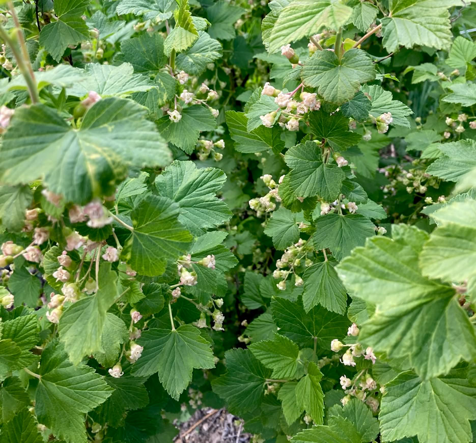 Blackberry bush - Кущ ожини
