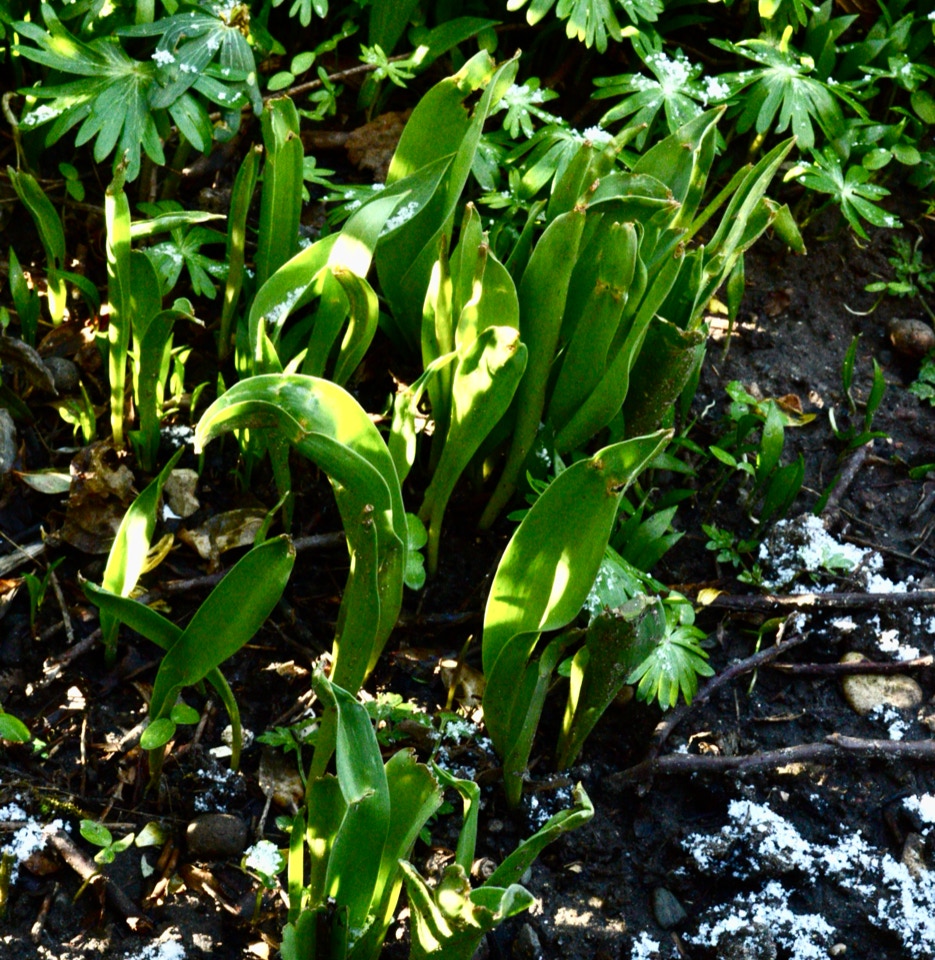 Ramsloeg Wild Garlic Ramsons Bear's garlic
