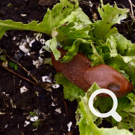 draebersnegl Iberian slug 