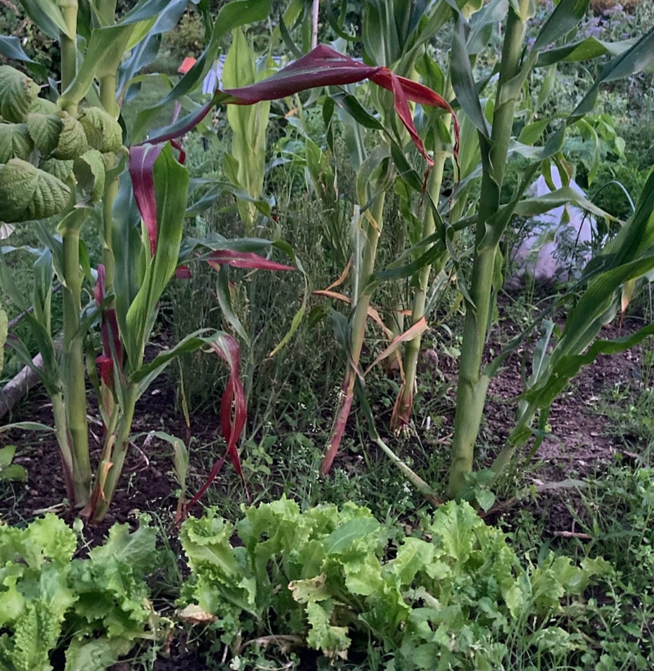 Oeko majs organic sweet corn