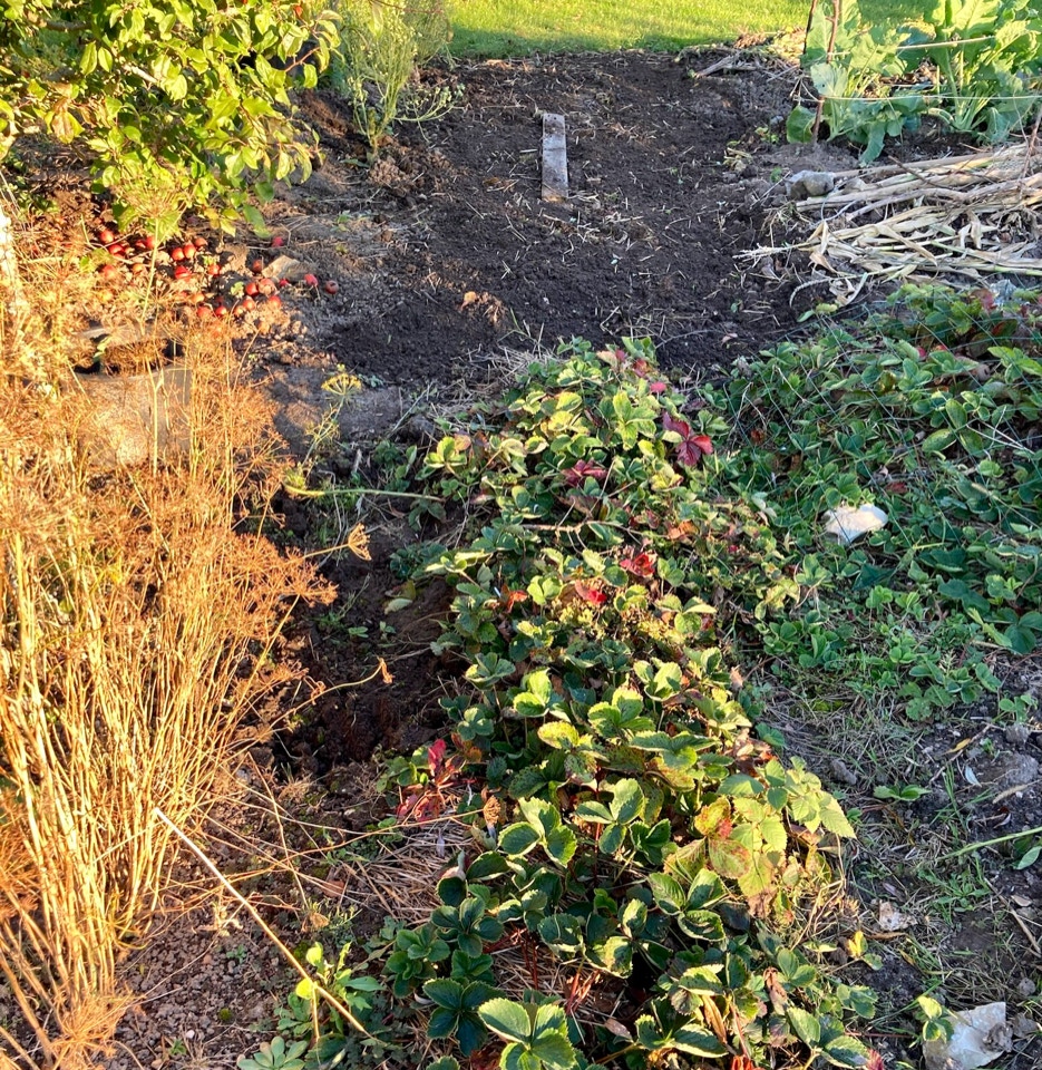 gammelt jordbaerbed strawberry plants