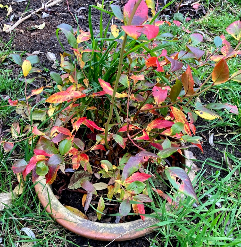 Blaabaerbusk blueberry bush