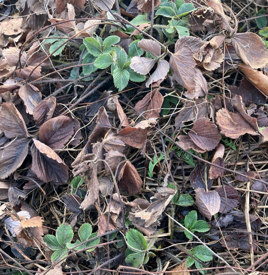 Strawberry bed - Полунична грядка